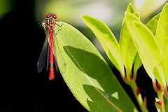 20100522 4114Mw [D~LIP] Frühe Adonislibelle, Bad Salzuflen