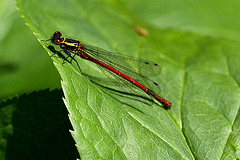 20100522 4113Mw [D~LIP] Frühe Adonislibelle, Bad Salzuflen