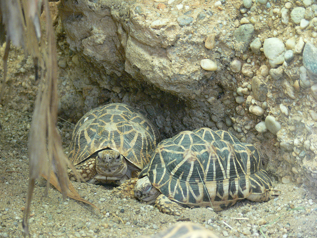 treffen sich zwei Schildkröten ...