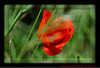 coquelicots 1