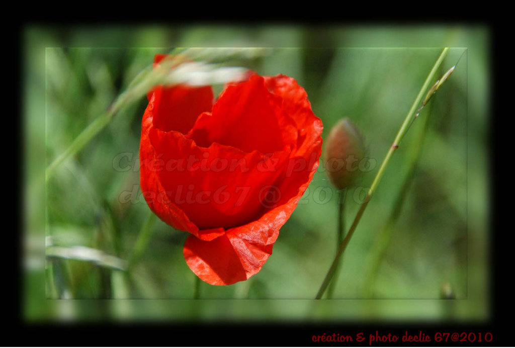 coquelicots 2