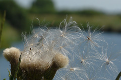 Irgendwie auch Blume