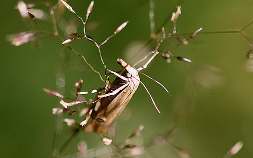 20100709 6365Mw [D~LIP] Rispengraszünsler (Chrysoteuchia culmella), Bad Salzuflen