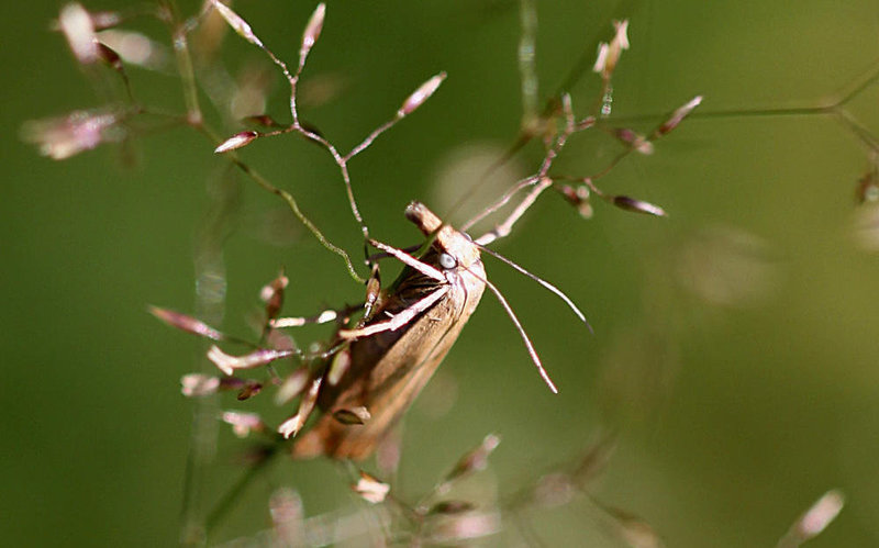 20100709 6365Mw [D~LIP] Rispengraszünsler (Chrysoteuchia culmella), Bad Salzuflen