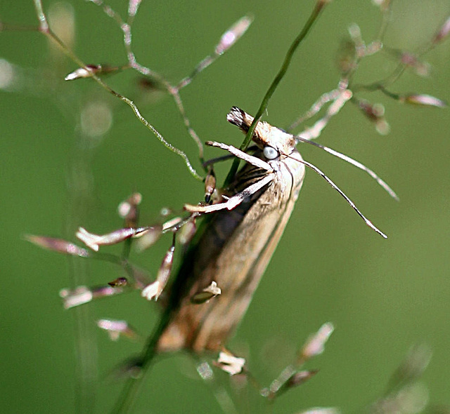 20100709 6367Mw [D~LIP] Rispengraszünsler (Chrysoteuchia culmella), Bad Salzuflen