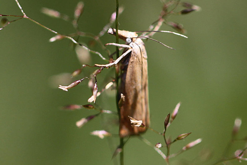 20100709 6369Mw [D~LIP] Rispengraszünsler (Chrysoteuchia culmella), Bad Salzuflen