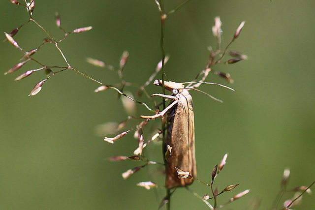 20100709 6371Mw [D~LIP] Rispengraszünsler (Chrysoteuchia culmella), Bad Salzuflen