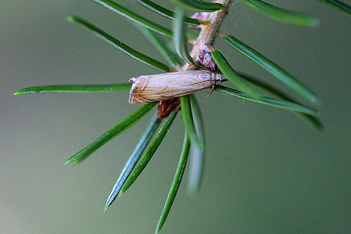 20100709 6380Mw [D~LIP] Rispengraszünsler (Chrysoteuchia culmella), Bad Salzuflen