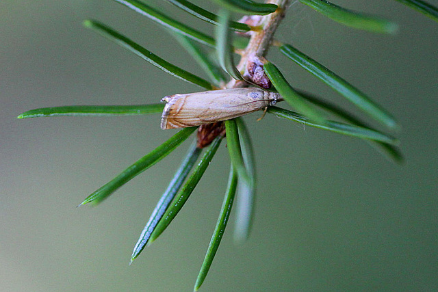 20100709 6380Mw [D~LIP] Rispengraszünsler (Chrysoteuchia culmella), Bad Salzuflen