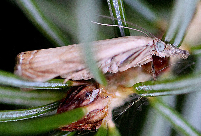 20100709 6383Mw [D~LIP] Rispengraszünsler (Chrysoteuchia culmella), Bad Salzuflen