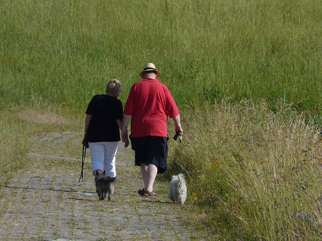 Zwei Hunde, ein Hut