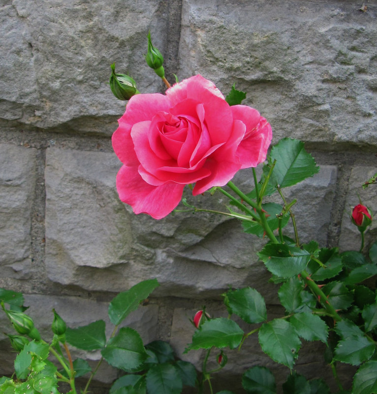 Mauerblümchen