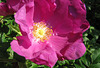 Heckenrose