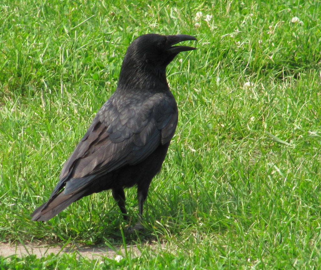 Krähe