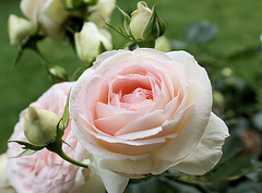 rose du Périgord