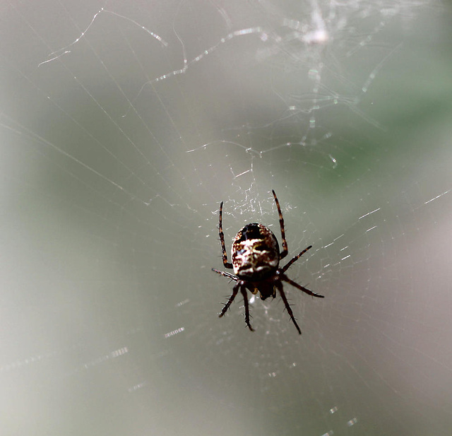 20100605 5053Mw [D~LIP] Radnetz-Spinne, Bad Salzuflen