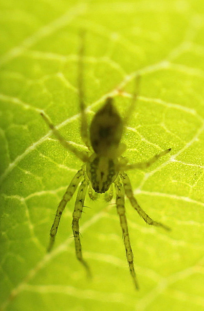 20100605 5058Mw [D~LIP] Spinne, Bad Salzuflen