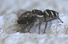 20100605 5075Mw [D~LIP] Zebra-Springspinne (Salticus scenicus), Bad Salzuflen
