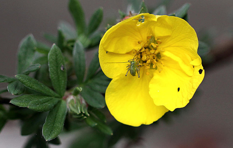 20100522 4108Mw [D~LIP] Punktierte Zartschrecke (Leptophyes punctatissima) Larve, Fingerstrauch (Potentilla fruticosa), Bad Salzuflen