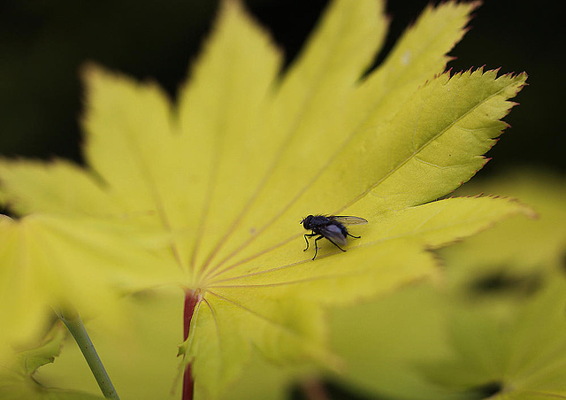 20100522 4107Mw [D~LIP] Gold-Ahorn (Acer shiras 'Aureum'), Fliege, Bad Salzuflen