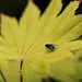 20100522 4107Mw [D~LIP] Gold-Ahorn (Acer shiras 'Aureum'), Fliege, Bad Salzuflen