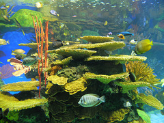 Rainbow Reef - 21 October 2014