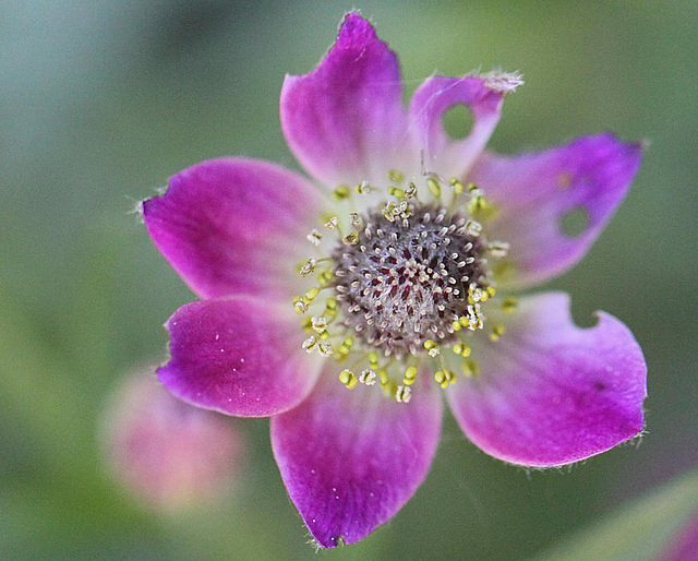 20100605 5062Mw [D~LIP] Blume, Bad Salzuflen