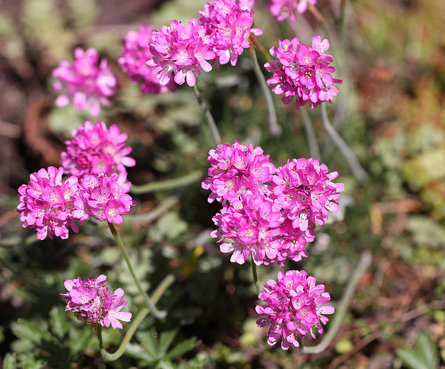 20100605 5088Mw [D~LIP] Blume, Bad Salzufeln