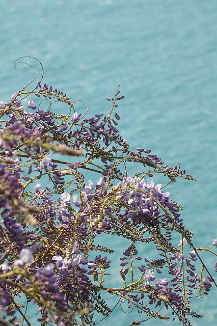 Blauregen (Wisteria sinensis)