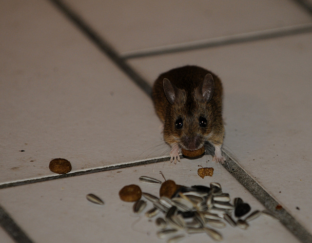 Unsere (Terrassen)Maus