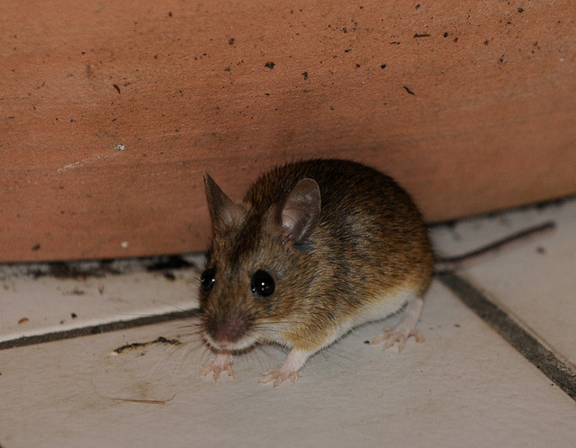 Unsere (Terrassen)Maus