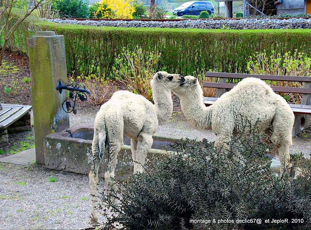 Baby camels... ont soif... 1