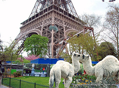 Baby camels... à Paris... 1