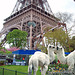 Baby camels... à Paris... 1