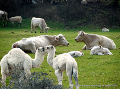 Baby camels... et famille adoptive... 1