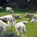 Baby camels... et famille adoptive... 1