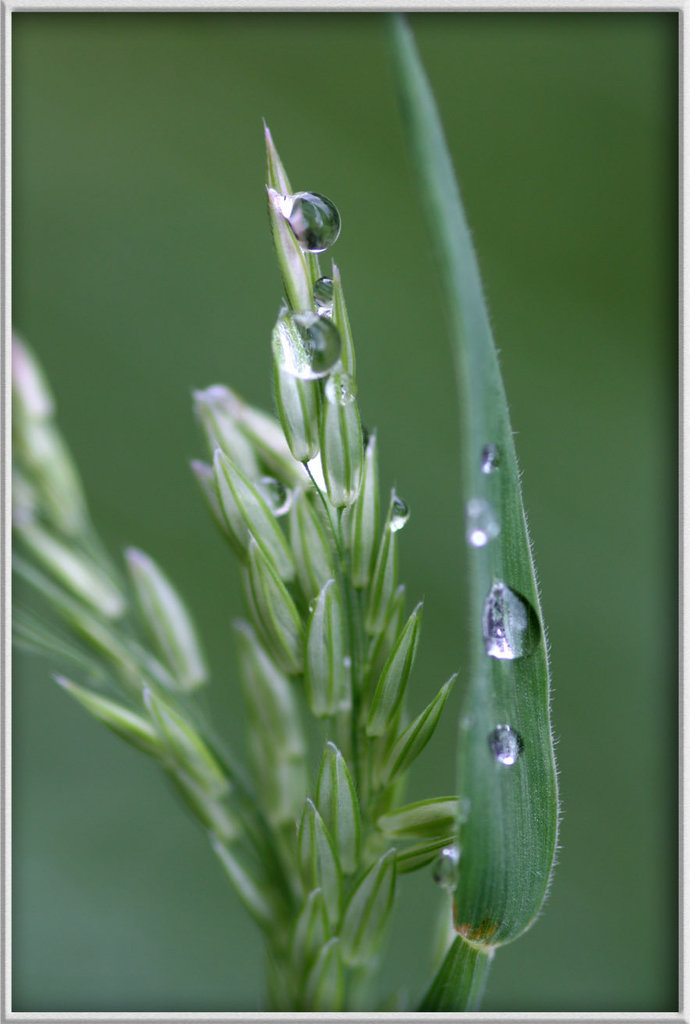 Regentropfen auf Gras