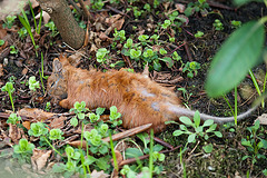 Red squirrel