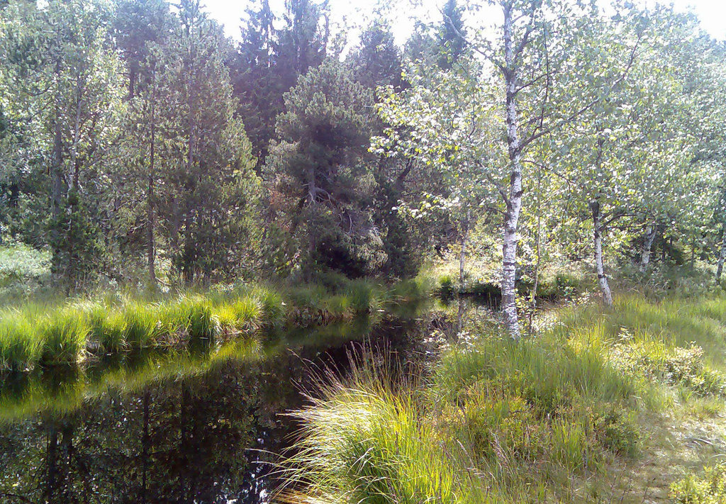 Moorlandschaft
