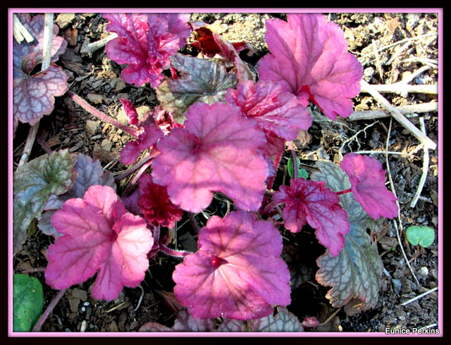 Pink Leaves