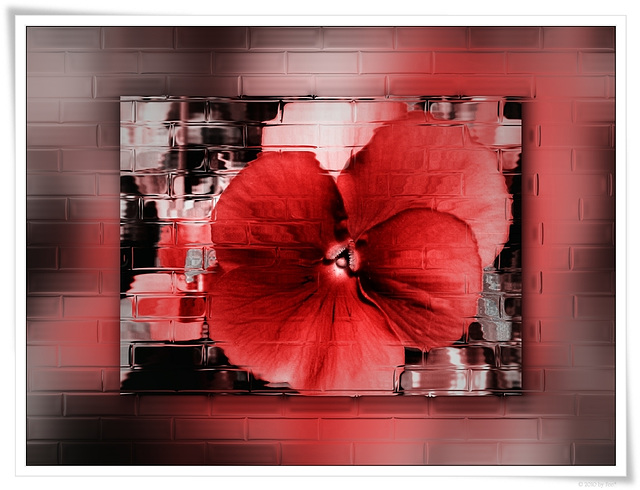 red flower