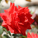 Rouge-rose