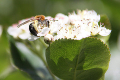 20100505 2964Aw [D~LIP] Hosenbiene, Bad Salzuflen