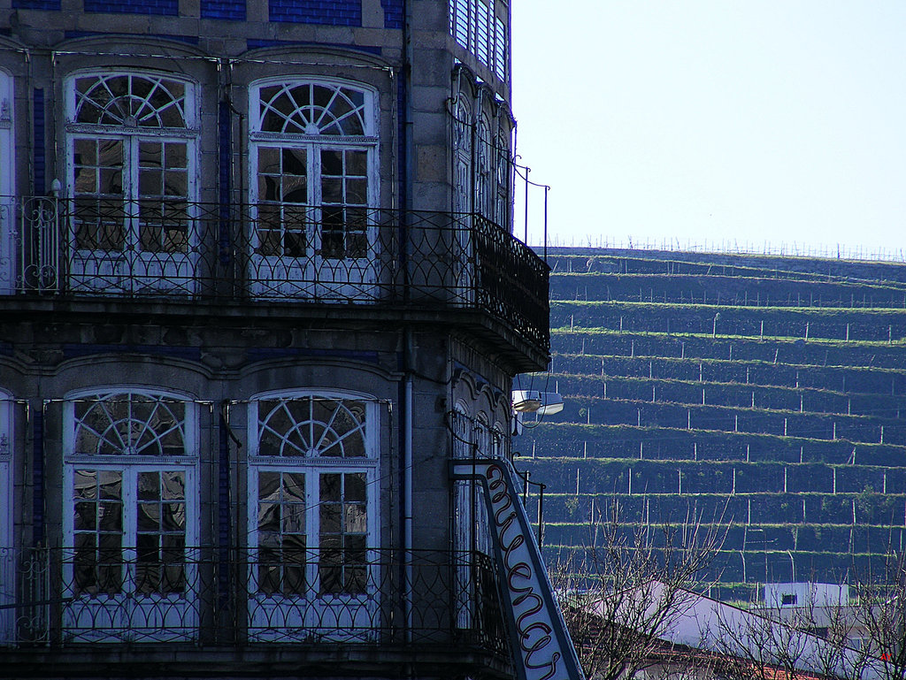 Windows and vines