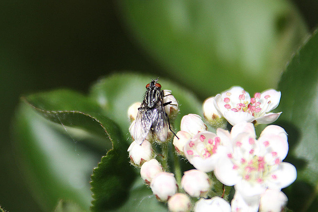 20100505 2975Aw [D~LIP] Graue Fleischfliege, Bad Salzuflen