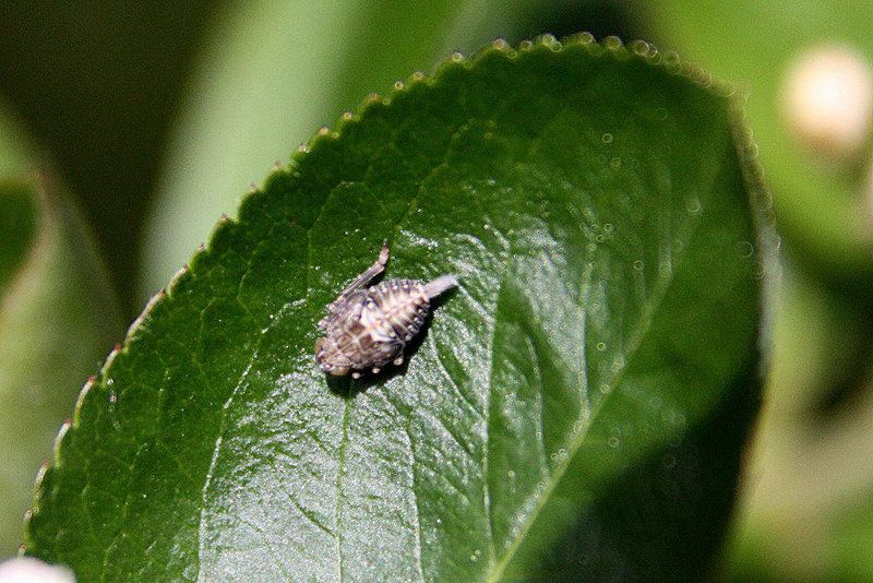 20100505 2980Aw [D~LIP] Echte Käferzikade, Larve, Bad Salzuflen