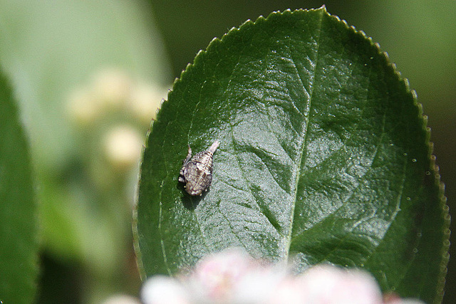 20100505 2987Abw Echte Käferzikade Larve