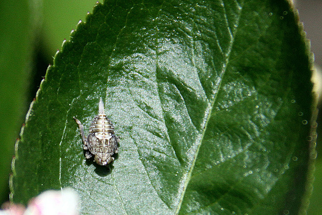 20100505 2996Abw Echte Käferzikade Larve