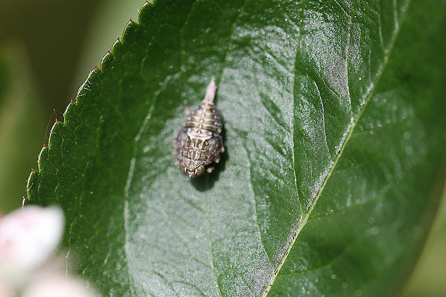 20100505 3009Mbw Echte Käferzikade Larve