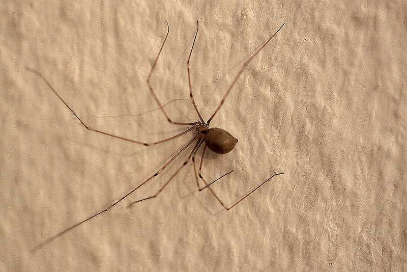 20100505 3006Mw [D~LIP] Zitterspinne, Bad Salzuflen